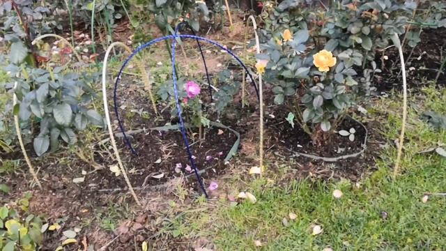 Расстояние между кустами роз - сомнения. Розы в конце октября. Камнеломка Андерса. Рододендрон. Ros смотреть онлайн