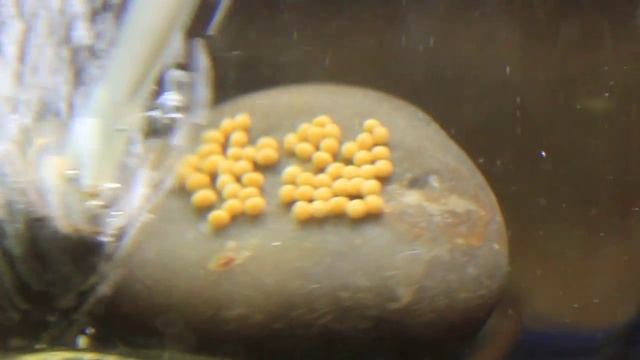 Львиноголовая цихлида смотреть онлайн