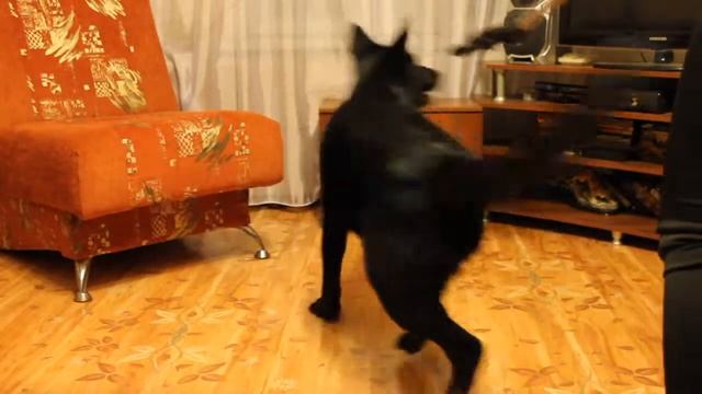 Копия видео Багира (ВЕО 9 месяцев) VS ПЫЛЕСОС. А Ваша собака боится пылесоса? смотреть онлайн