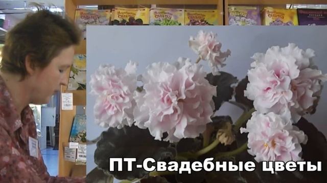 ДФ. Н.Скорнякова. Новинки сортов сенполий Т.Пугачёвой смотреть онлайн