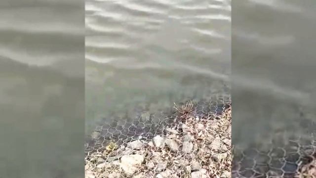 Гибель рыбы в Головинских прудах. 16.04.2021 смотреть онлайн