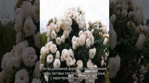 Роза Артемис