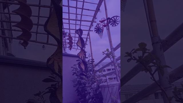 Glen Campbell - Live Gentle On My Mind