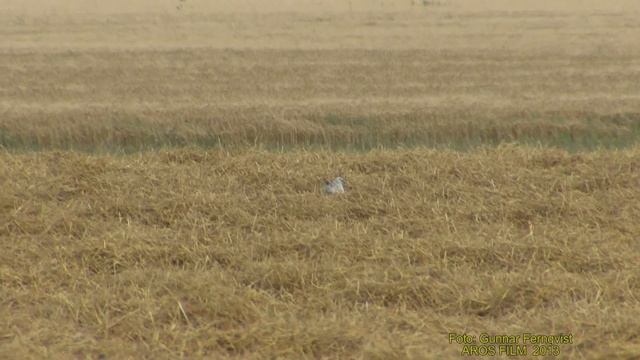 STÄPPHÖK Pallid Harrier (Circus macrourus) Klipp - 1236 смотреть онлайн