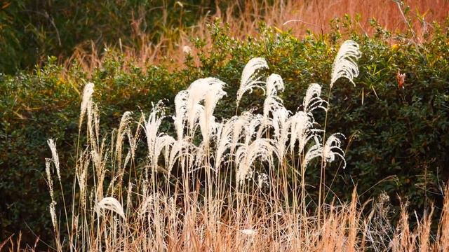 0588#道端の草花#ススキ[薄、芒]#大平公園#Roadside flowers#Miscanthus＃Ohira Park#20210117 смотреть онлайн