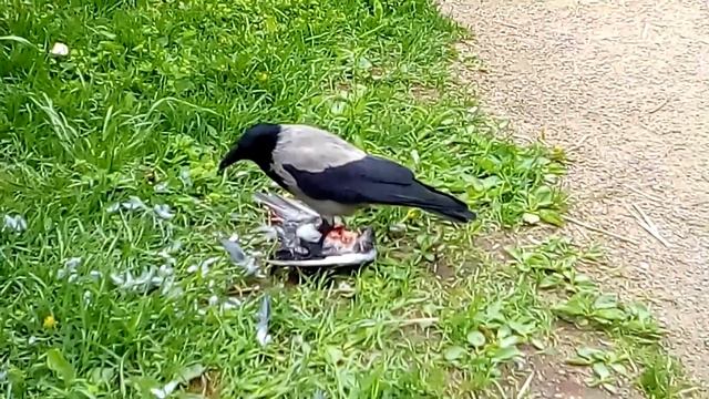 КРОВОЖАДНАЯ ВОРОНА / BLOODTHIRSTY CROW смотреть онлайн