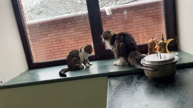 Украли Ютуб канал Zoo Home, не беда ещё есть все шансы вернуть его.Youtube channel was stolen... смотреть онлайн