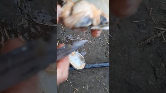 устрица ? речная смотреть онлайн