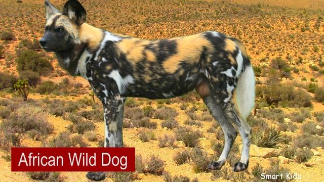 Learn African animals | Learn Names and Sounds of animals for Toddlers смотреть онлайн