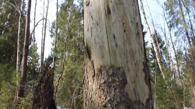 Валим дерево в нужную сторону смотреть онлайн