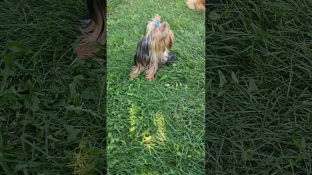 Продажа😃Питомник Йорк & Шпиц.Elite Pets,Крым, Евпатория 🌞Вопросы+79788972514 Доставка возможна 🥰 смотреть онлайн