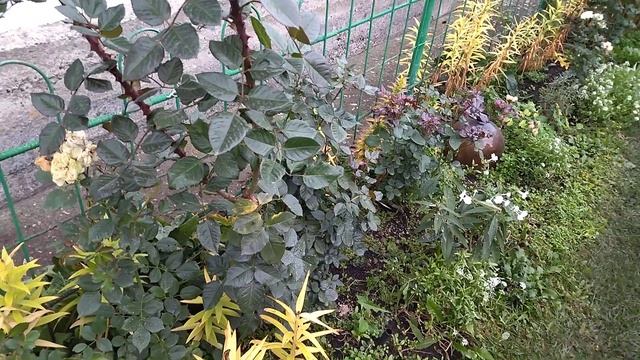 Покров, 14 октября, гортензия Фантом. смотреть онлайн