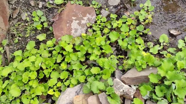 ДАГЕСТАН.ЗАЧЕМ ТАКОЙ КРАСИВЫЙ?с.Икра.Часть 1.#дагестан #курах #пейзаж #лес #горы смотреть онлайн