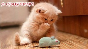 Приколы с котами - СМЕШНАЯ ОЗВУЧКА ЖИВОТНЫХ – УГАР ДО СЛЁЗ кот МУРЗИК