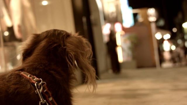 Blackmagic Pocket Cinema Camera / test-003-Bokeh / BMPCC смотреть онлайн