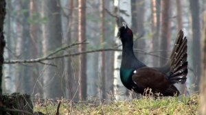 Обучающий материал. Охота на глухаря на току