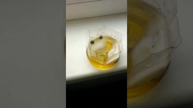 ТЕМІРДЕН ТОТ (ДАТ) АЛЫП ТАСТАУ смотреть онлайн