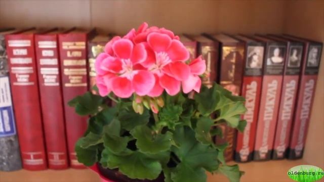 КАК УХАЖИВАТЬ ЗА ГЕРАНЬЮ ЗИМОЙ И ОСЕНЬЮ. ЕСЛИ ПЕЛАРГОНИЯ ВЯНЕТ #ГЕРАНЬ_ЗИМОЙ_ОСЕНЬЮ #oldenburgru смотреть онлайн