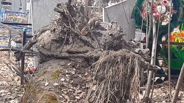 Как размножаются бурундуки, размножение грызунов / How Chipmunks Breed, Rodent Reproduction