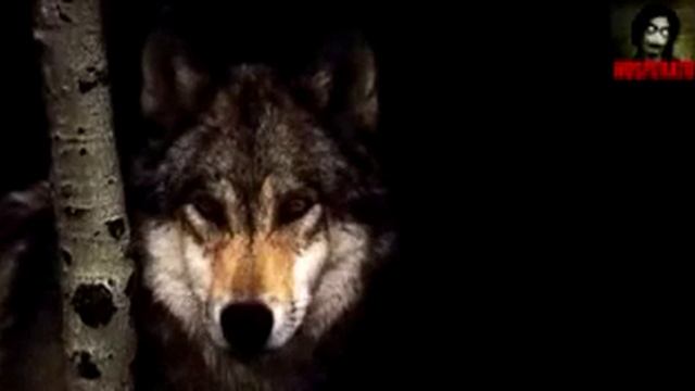 Волык адиночка смотреть онлайн