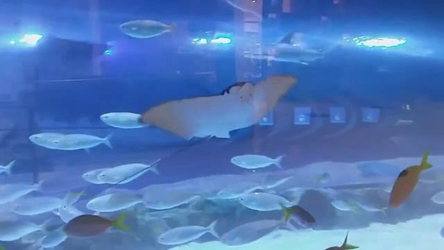 DUBAI AQUARIUM AND UNDERWATER ZOO THE DUBAI MALL 2020@NHESTTV смотреть онлайн
