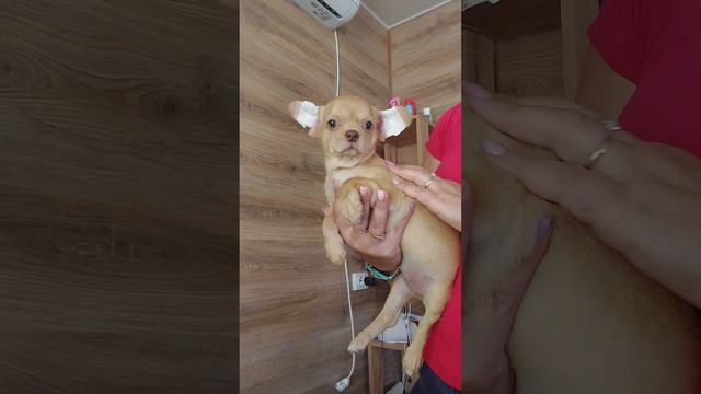 Шикарный Иван Царевич Тарантинович ПРОДАЖА чихуахуа питомник Кастропуло Крым +79787458062 WhatsApp смотреть онлайн