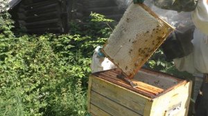 откачка меда на пасеке