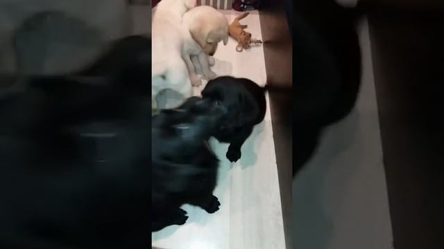 Щенки лабрадора (пародистые) смотреть онлайн