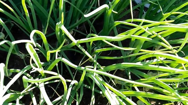 Лук через рассаду. Эксибишен и не только. Июль. Север. смотреть онлайн