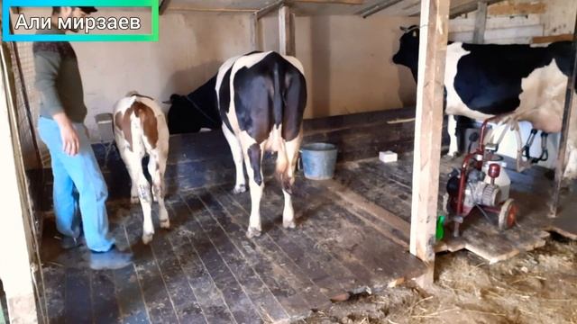 Как кормим бычки и телки и доим карова. смотреть онлайн