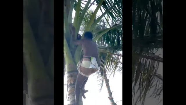 Шри-Ланка. Как собирают кокосы. смотреть онлайн