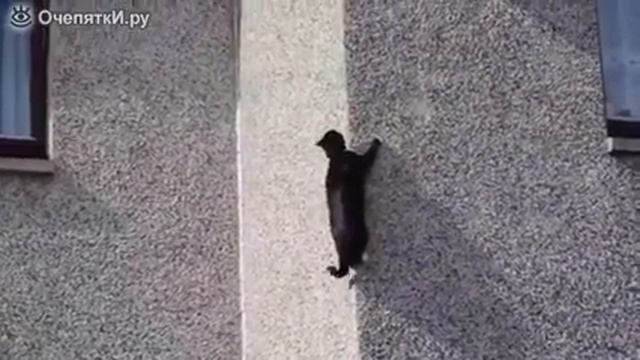 Коты стено-лазы смотреть онлайн