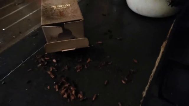 Борьба с тараканами. 100% способ смотреть онлайн
