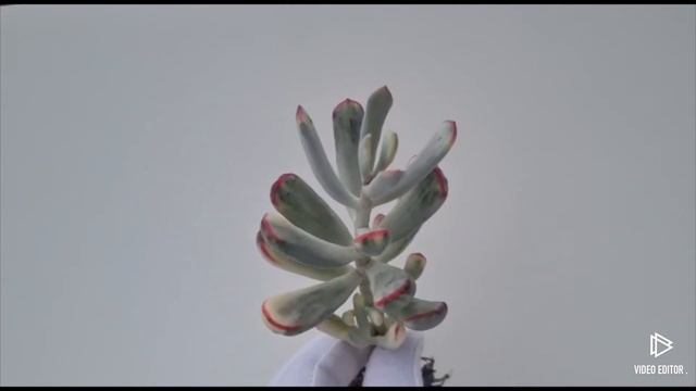 Cotyledon orbiculata variegated смотреть онлайн