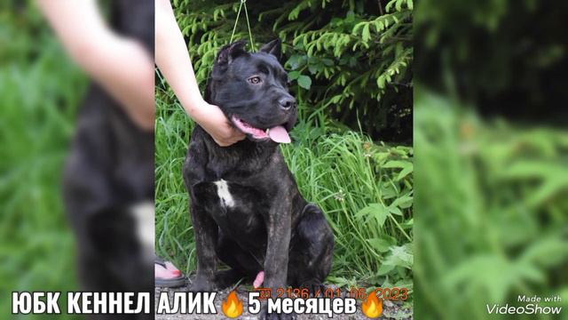 ЮБК КЕННЕЛ АЛИК🔥щенки Кане Корсо, 89859955112 смотреть онлайн
