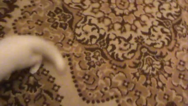 Corrida. Cat and his owner stupid ass. Funny video смотреть онлайн