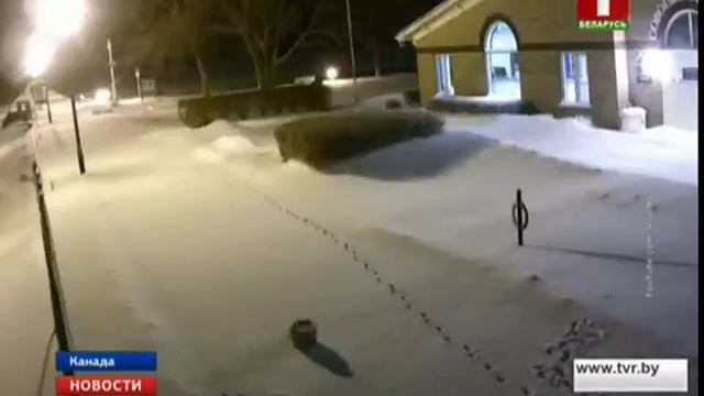 В Канаде лиса и сова решили выяснить отношения смотреть онлайн