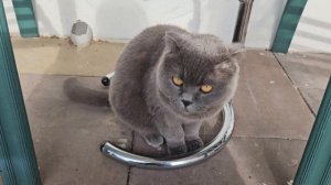 Кот Сильвер и стол. Что не так? / Шипит и кусается / Злой британец