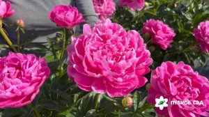 Princess Margaret peony. Принцесса Маргарет пион. Пулков сад