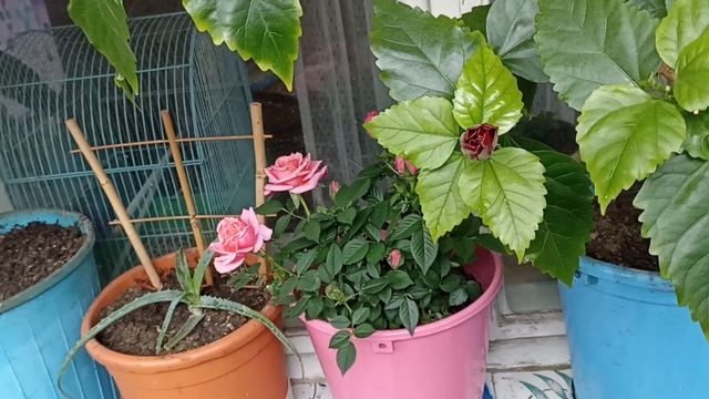 Колючая розочка. смотреть онлайн