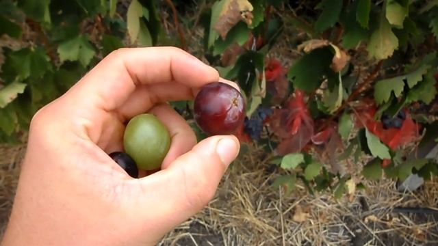 Виноград "Черный коготь" селекции Панченко Р. Р. 2017г смотреть онлайн