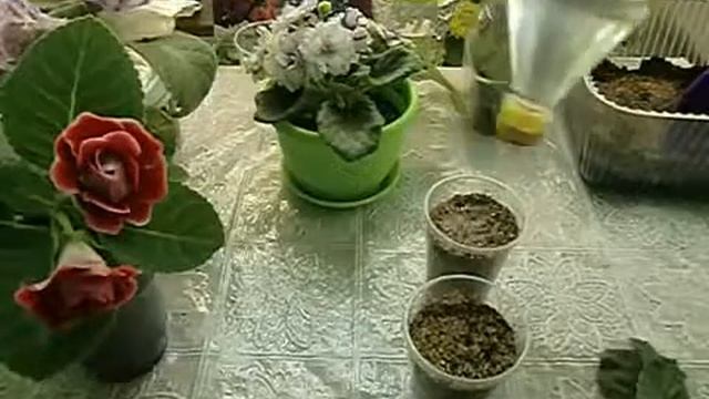 Фиалка, размножение фрагментом листа, использование вермикулита. смотреть онлайн