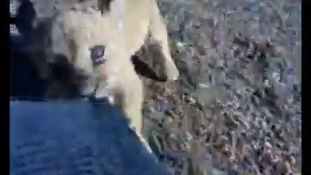 Детство Симбы, первая часть. смотреть онлайн