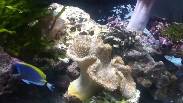 reef tank 300 L смотреть онлайн