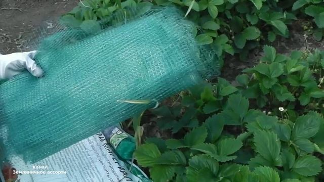 ЗАШИТА КЛУБНИКИ ОТ ПТИЦ ТРИ ПРОСТЫХ СПОСОБА смотреть онлайн