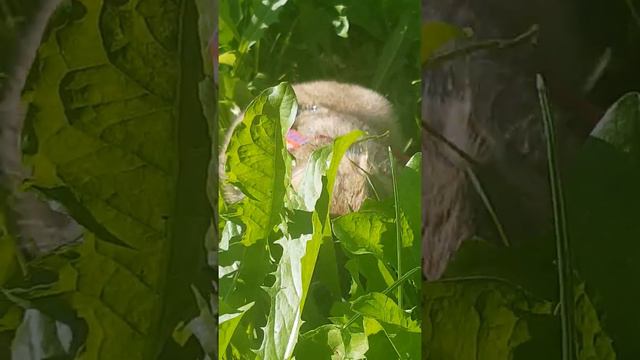 Первая прогулка сурка Тоши смотреть онлайн