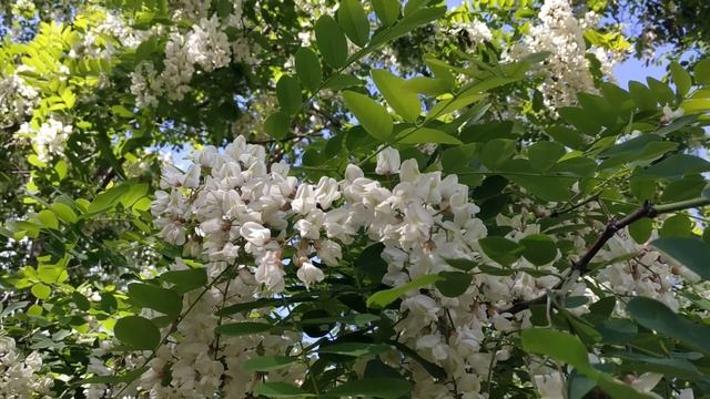 Гроздья акации белой...Цвет и аромат акации в начале лета.Vita St смотреть онлайн