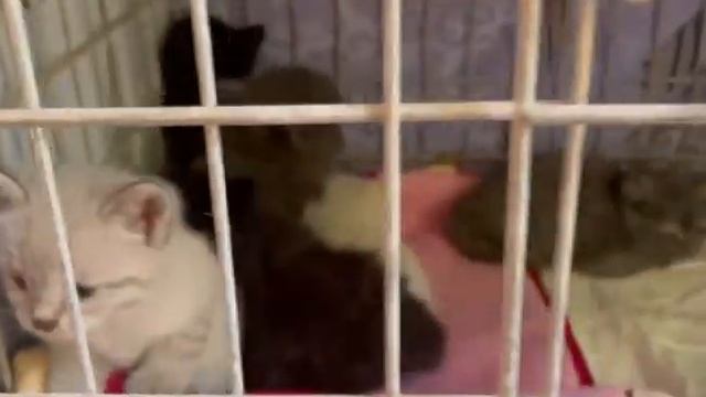 Их здание сносят! 16 котят и 13 кошек под грейдер??! Приют для животных смотреть онлайн