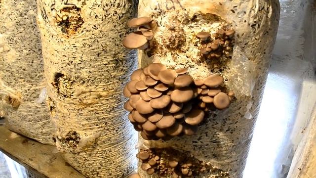 Грибы Вешенка. Эксперимент: замачивание отработанных блоков в воде из субстрата. смотреть онлайн