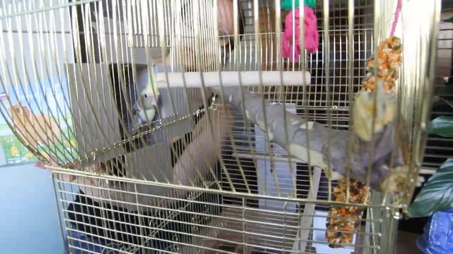 Попугай в коробке прибыл из зоомагазина. Корелла 4 мес самка-узнали не сразу 2013г